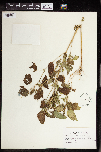 Acalypha persimilis image