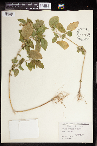 Acalypha persimilis image