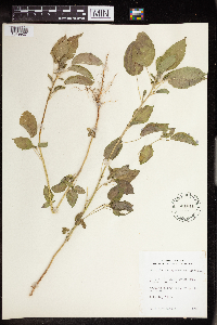 Acalypha persimilis image