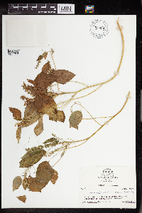 Acalypha persimilis image