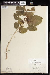 Acalypha persimilis image