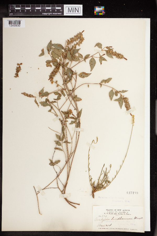 Acalypha phleoides image