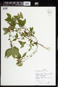 Acalypha rhomboidea image