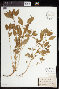 Acalypha rhomboidea image