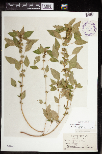 Acalypha rhomboidea image