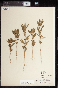 Acalypha rhomboidea image