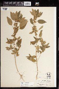 Acalypha rhomboidea image