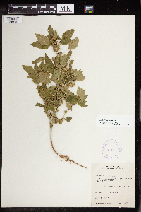 Acalypha rhomboidea image