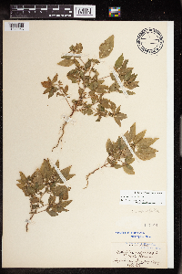 Acalypha rhomboidea image