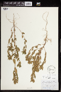 Acalypha rhomboidea image