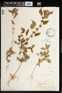 Acalypha rhomboidea image