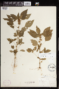 Acalypha rhomboidea image