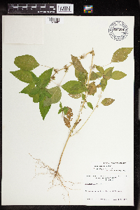 Acalypha rhomboidea image