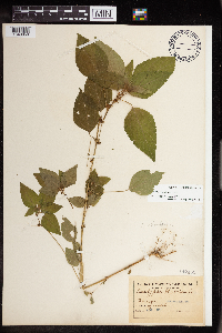 Acalypha rhomboidea image