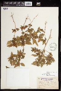 Acalypha rhomboidea image