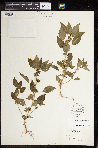 Acalypha rhomboidea image