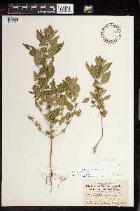 Acalypha rhomboidea image