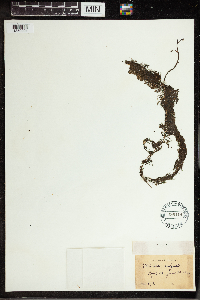 Utricularia vulgaris image