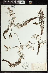 Utricularia vulgaris image