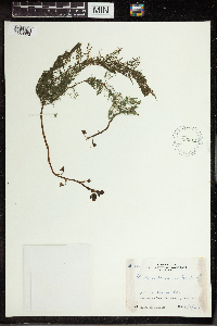 Utricularia vulgaris image