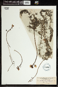 Utricularia vulgaris image