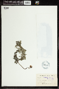 Utricularia vulgaris image