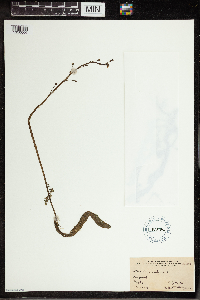 Utricularia vulgaris image