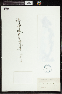 Utricularia vulgaris image