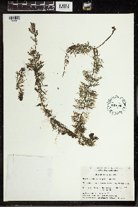 Utricularia vulgaris image