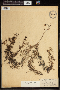 Utricularia vulgaris image