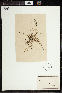 Utricularia gibba image