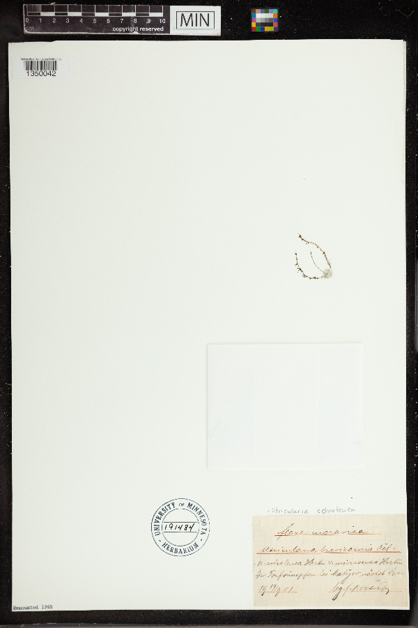 Utricularia ochroleuca image