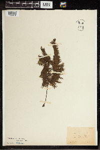 Utricularia vulgaris image