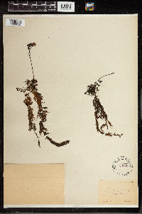 Utricularia vulgaris image