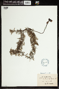 Utricularia vulgaris image
