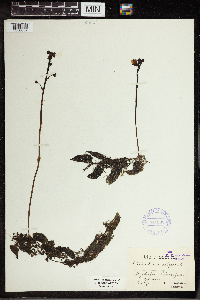 Utricularia vulgaris image