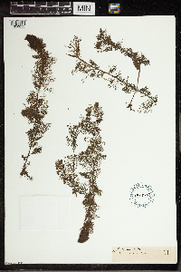 Utricularia vulgaris image