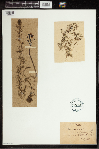 Utricularia vulgaris image