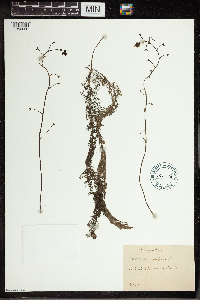 Utricularia vulgaris image