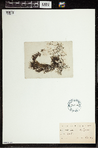 Utricularia vulgaris image