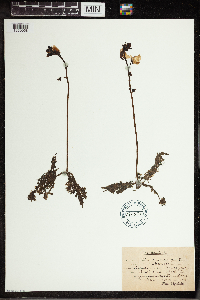 Utricularia vulgaris image