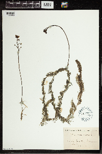 Utricularia vulgaris image
