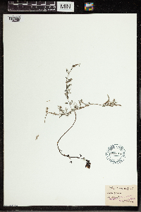 Utricularia vulgaris image