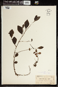 Peperomia humilis image