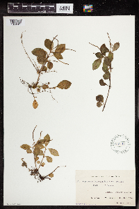 Peperomia humilis image