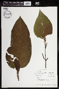 Image Associated With the Occurrence