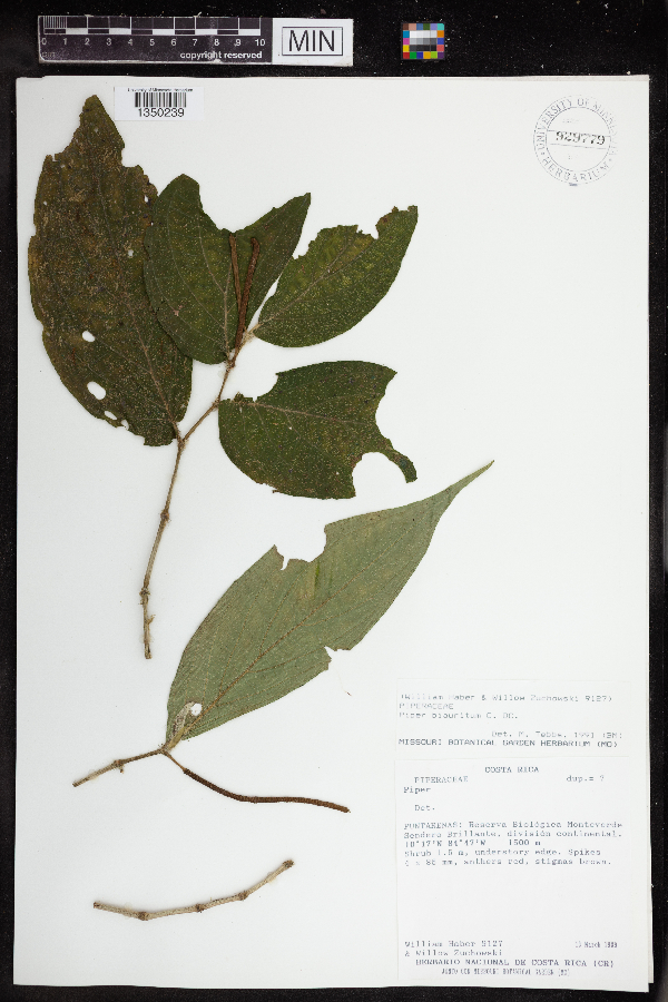 Piper biauritum image