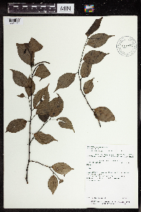 Image Associated With the Occurrence