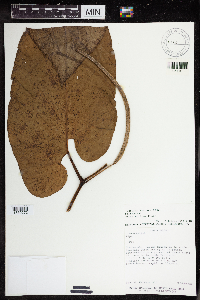 Image Associated With the Occurrence