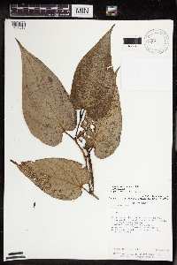 Image Associated With the Occurrence